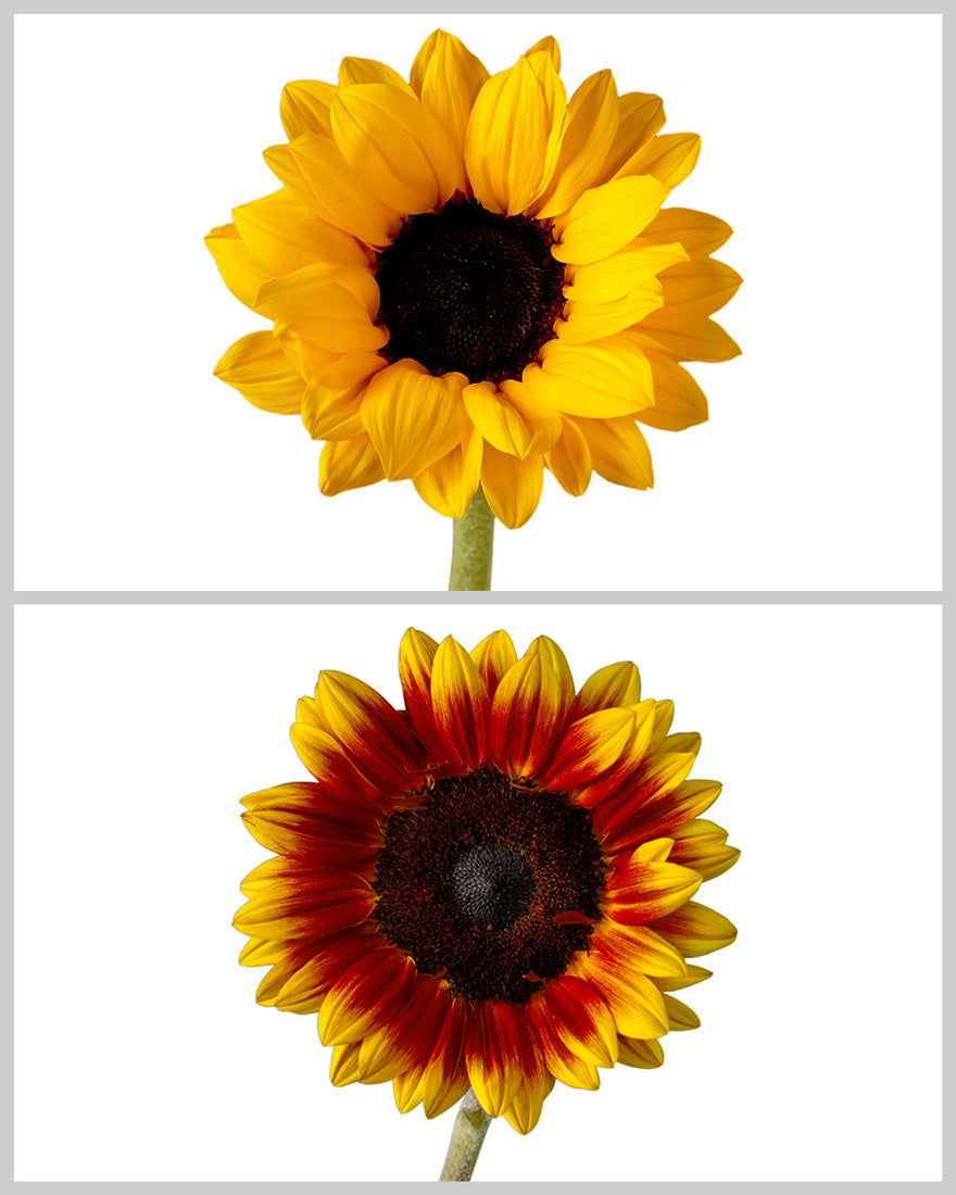 Sunflower Fall Assorted Box