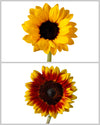 Sunflower Fall Assorted Box