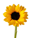 Vincent Choice Sunflower