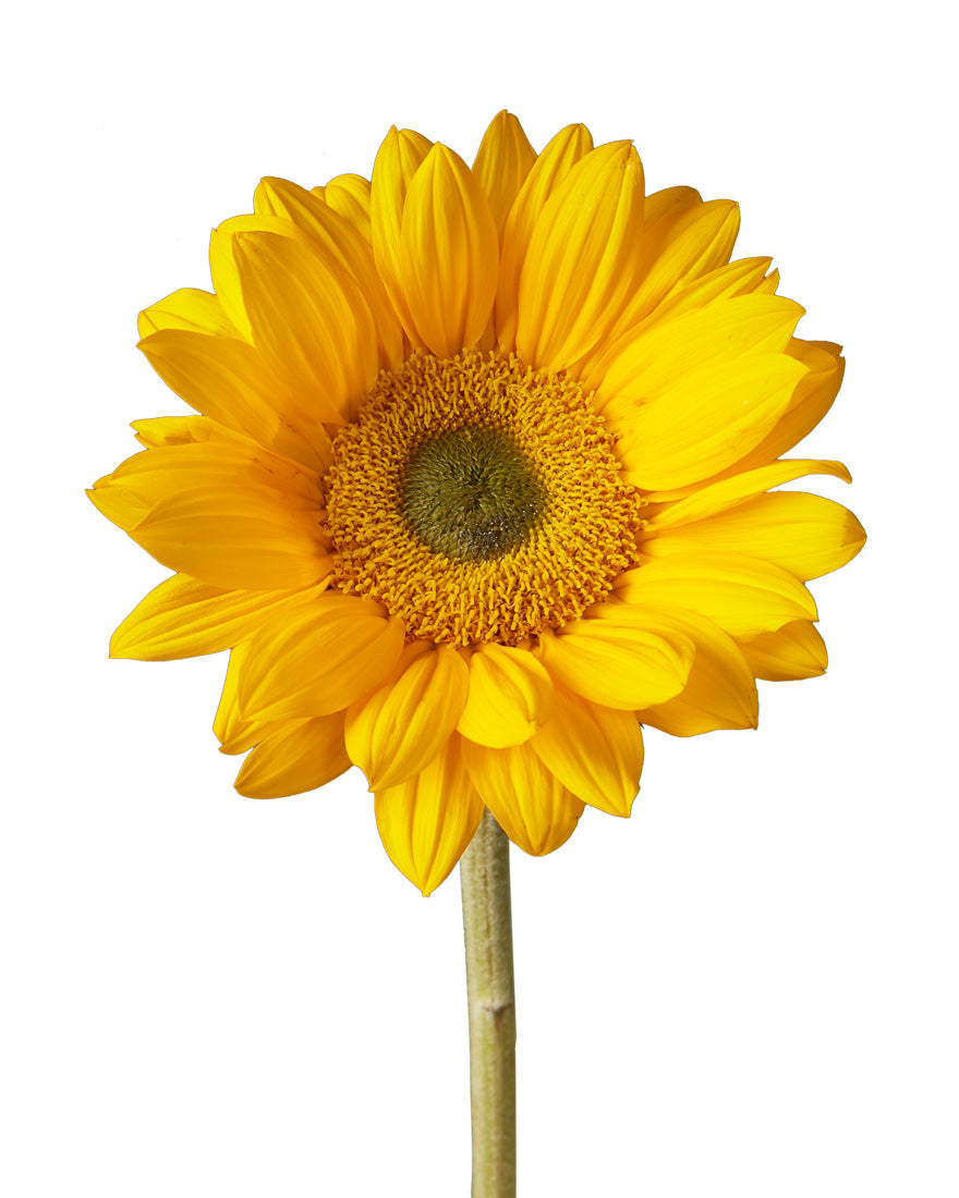 Vincent Fresh Sunflower