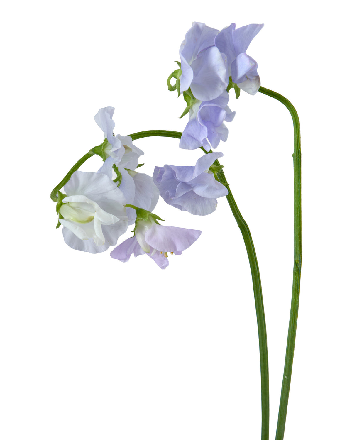 Beautiful Blooms Mixed Box #514 Valentine's Day