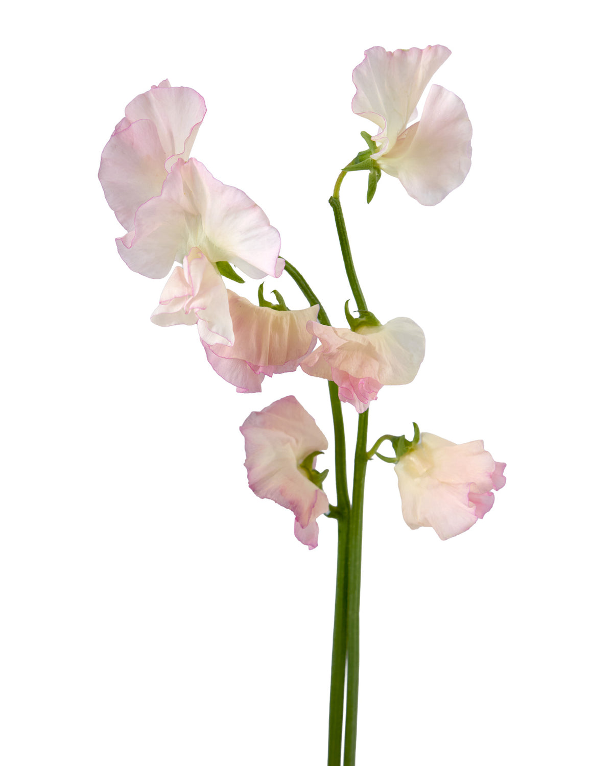 Beautiful Blooms Mixed Box #514 Valentine's Day