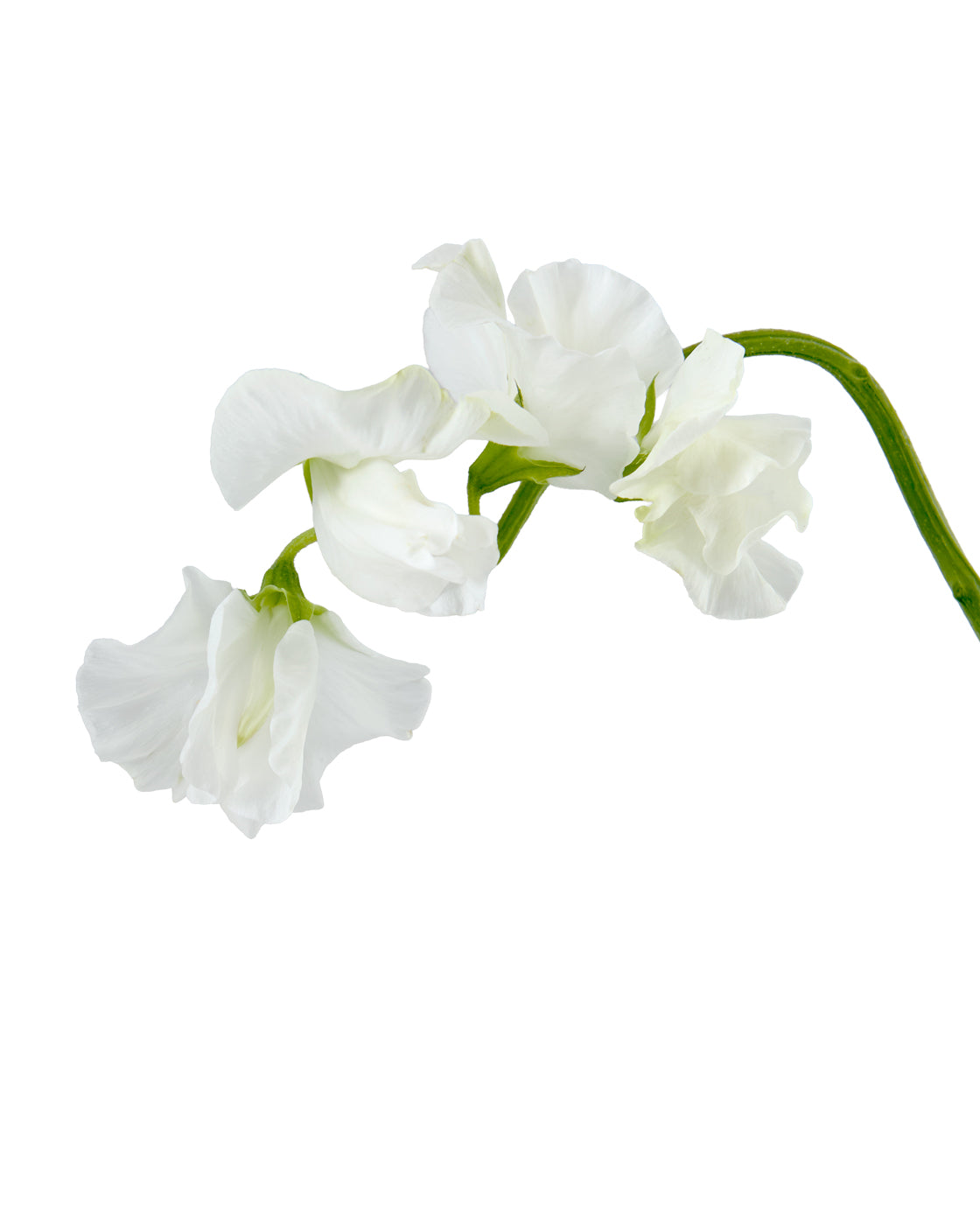 White Sweet Pea (Lathyrus)