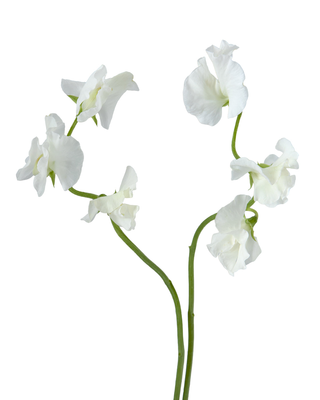 White Sweet Pea (Lathyrus)