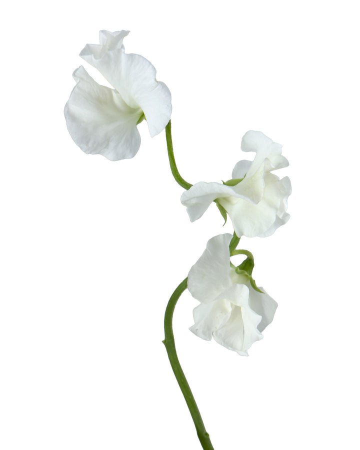 White Sweet Pea (Lathyrus)