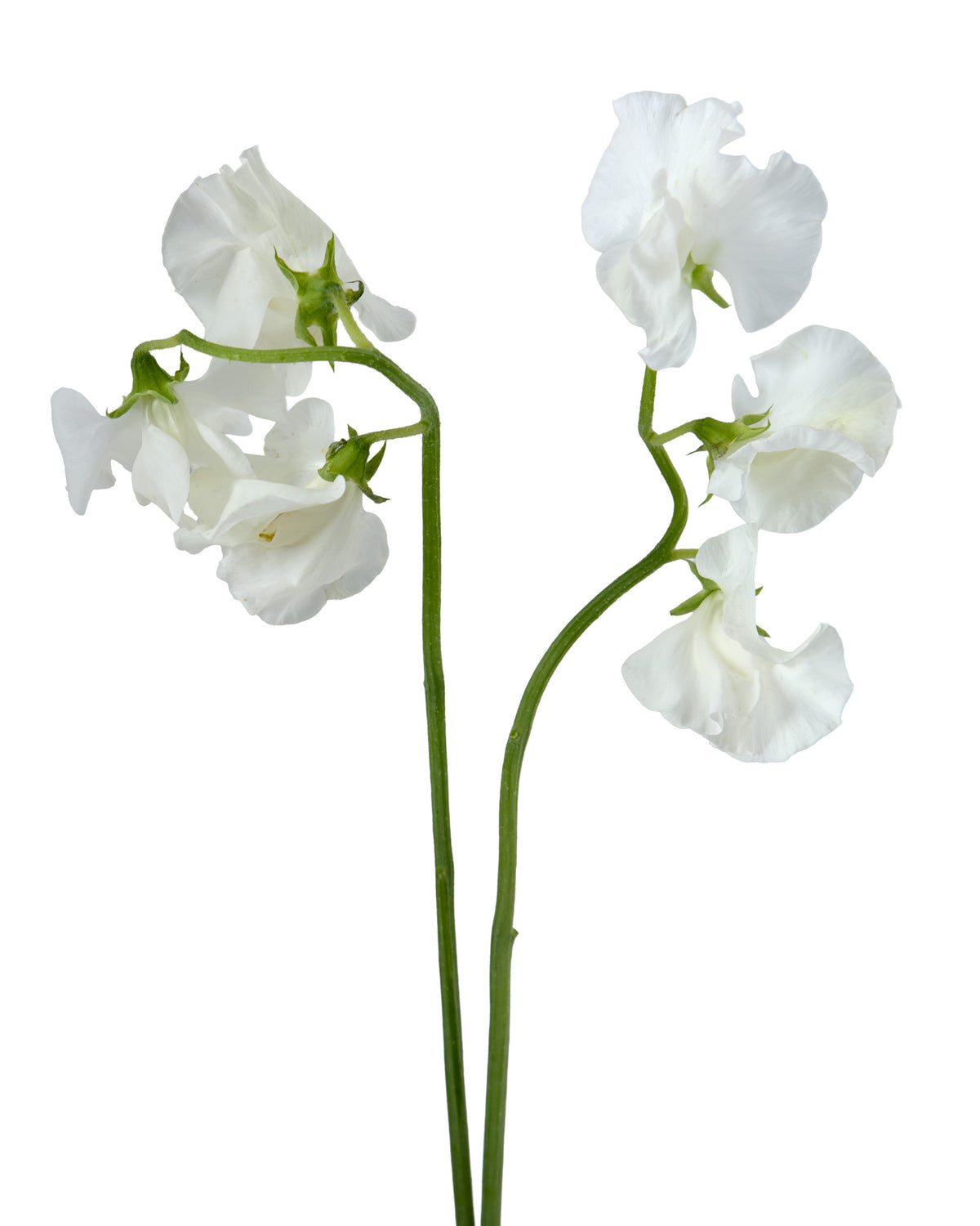 White Sweet Pea (Lathyrus)