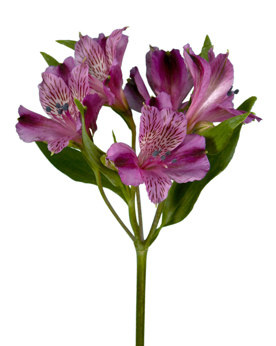 Amatista Alstroemeria