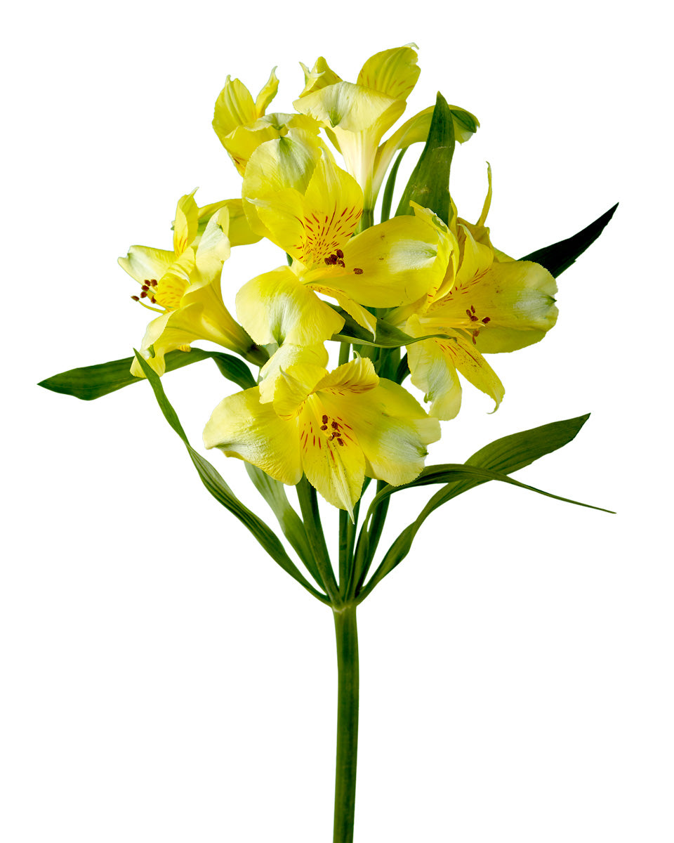 Costa Alstroemeria