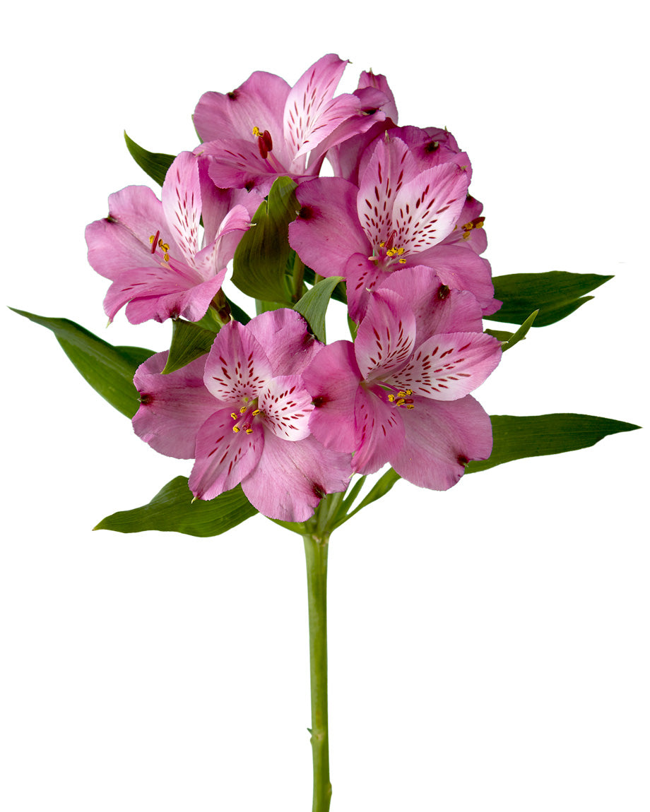 Helena Alstroemeria