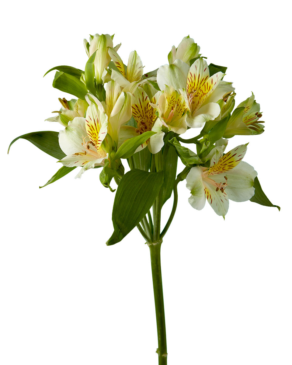 Honey Bell Alstroemeria