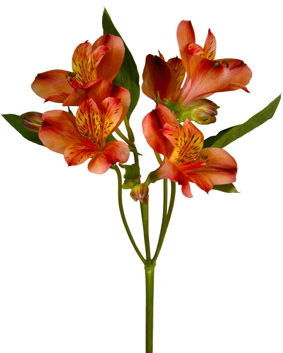 Hot Pepper Alstroemeria