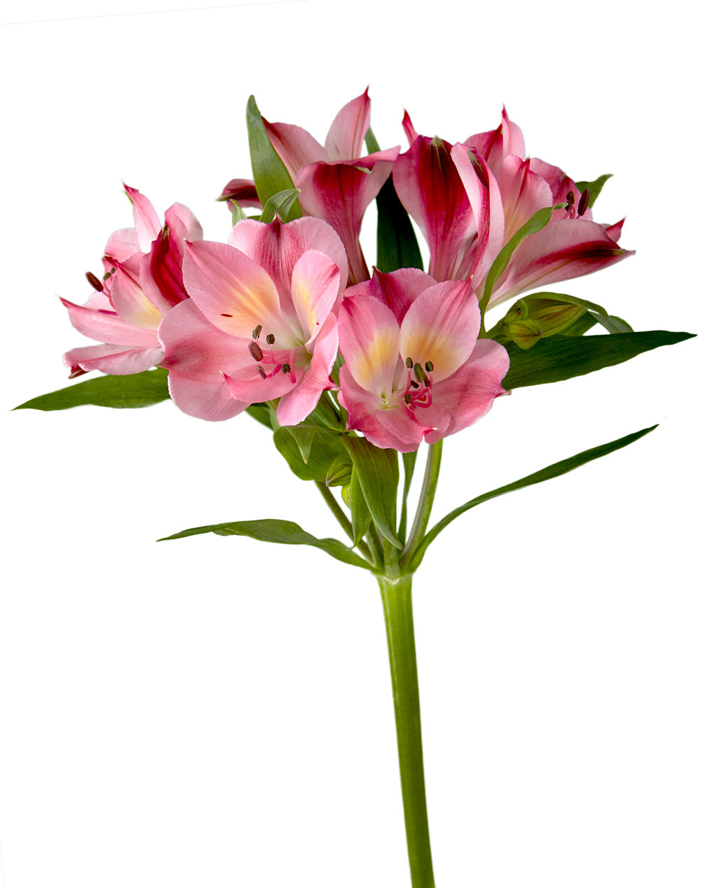 Intenz Pink Alstroemeria