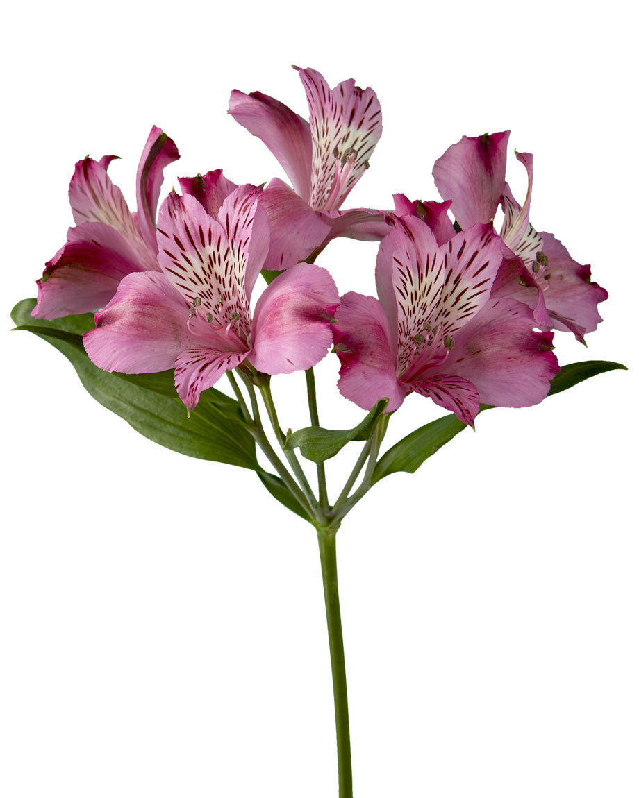 Jessica Alstroemeria