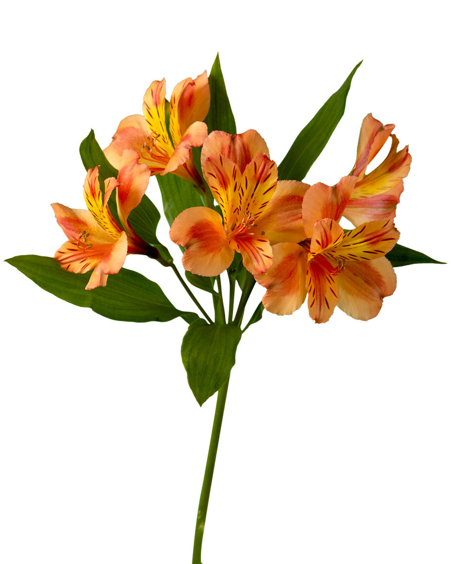 Orange Queen Alstroemeria