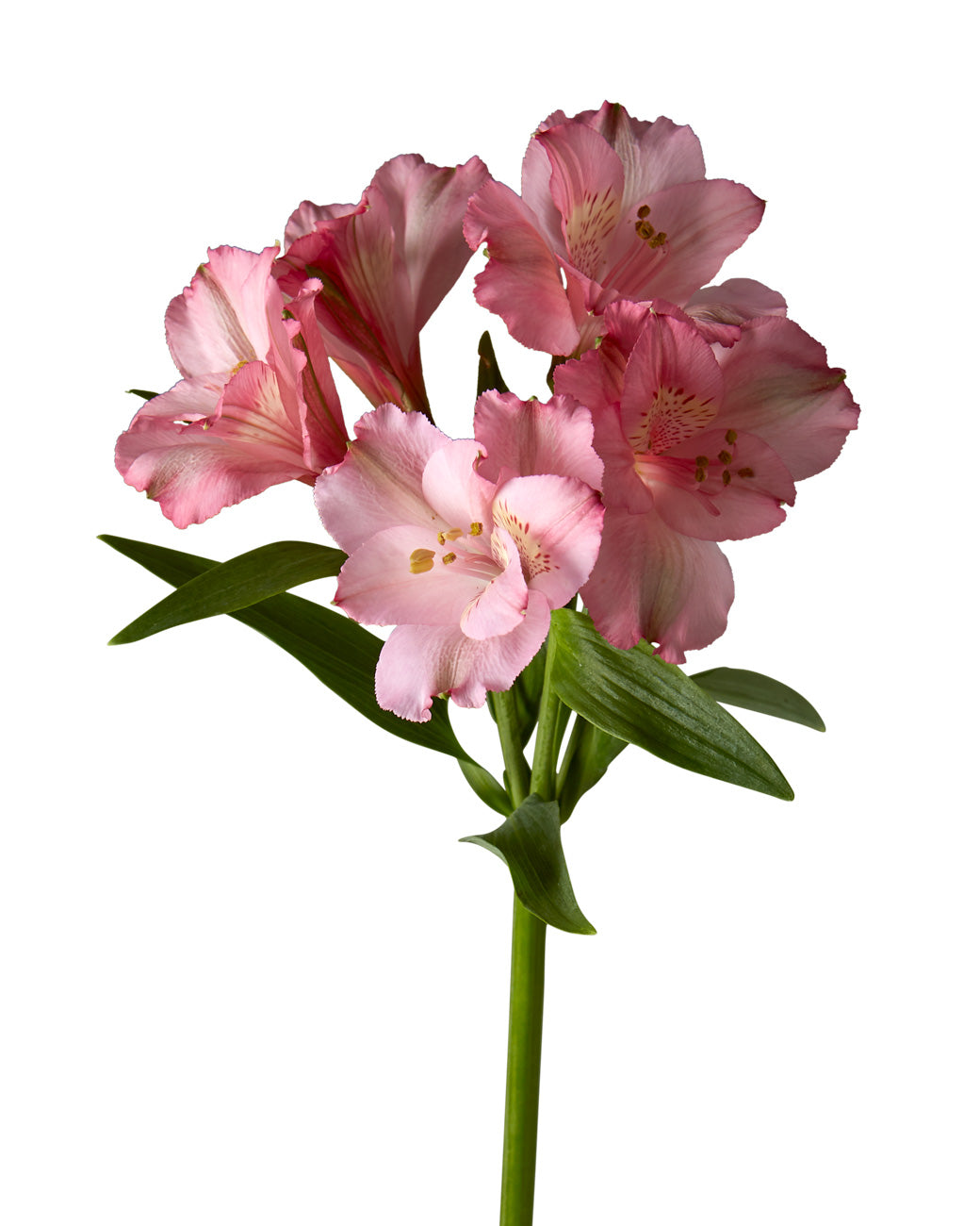 Primadonna Alstroemeria