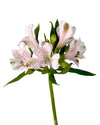 Seattle Alstroemeria