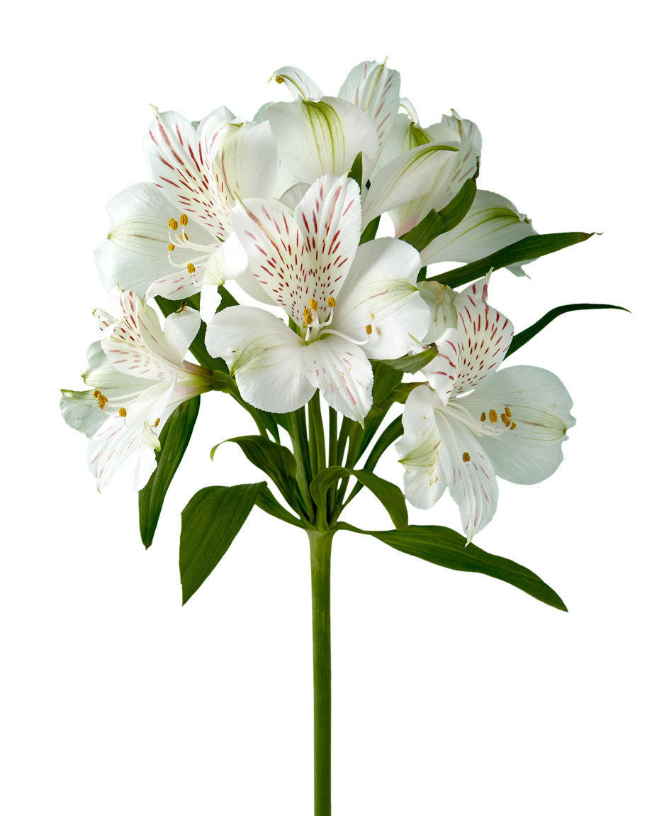 Snowtime Alstroemeria