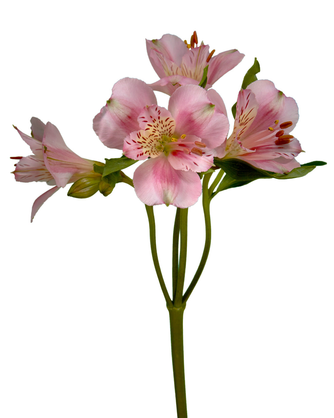 Tourmaline Alstroemeria