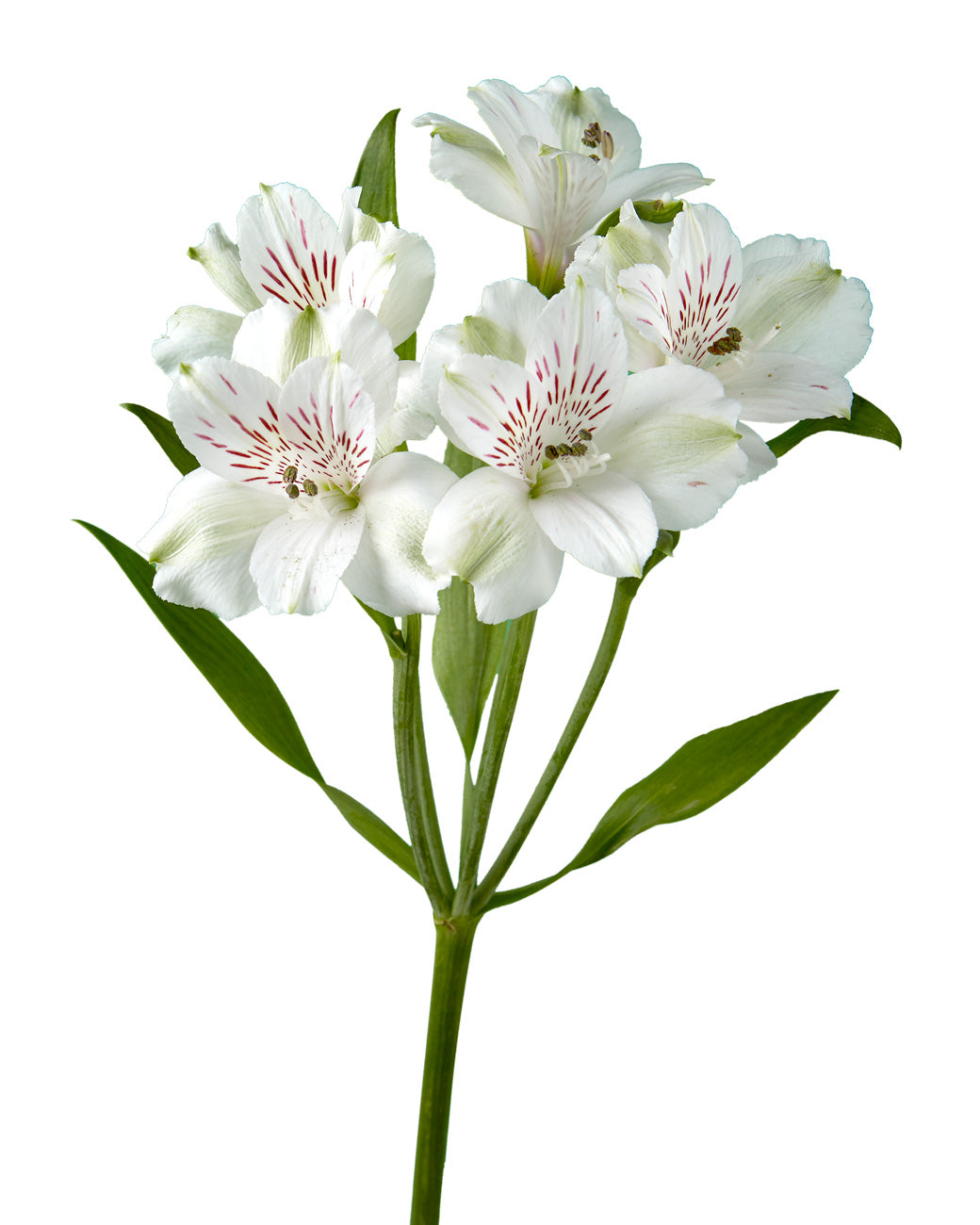 Virginia Alstroemeria