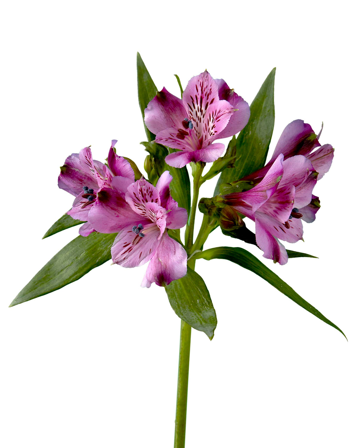 Xanadu Alstroemeria