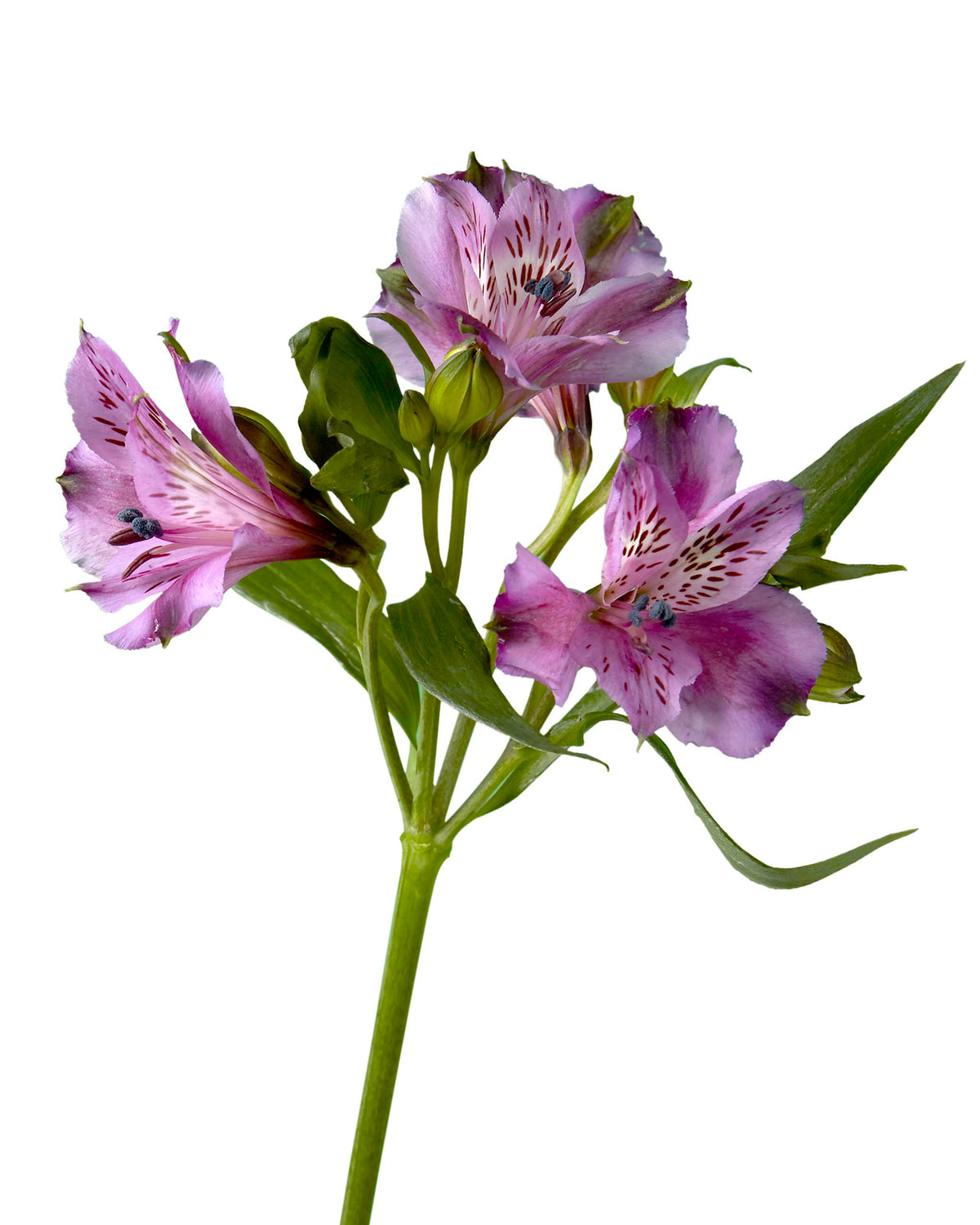 Xanadu Alstroemeria