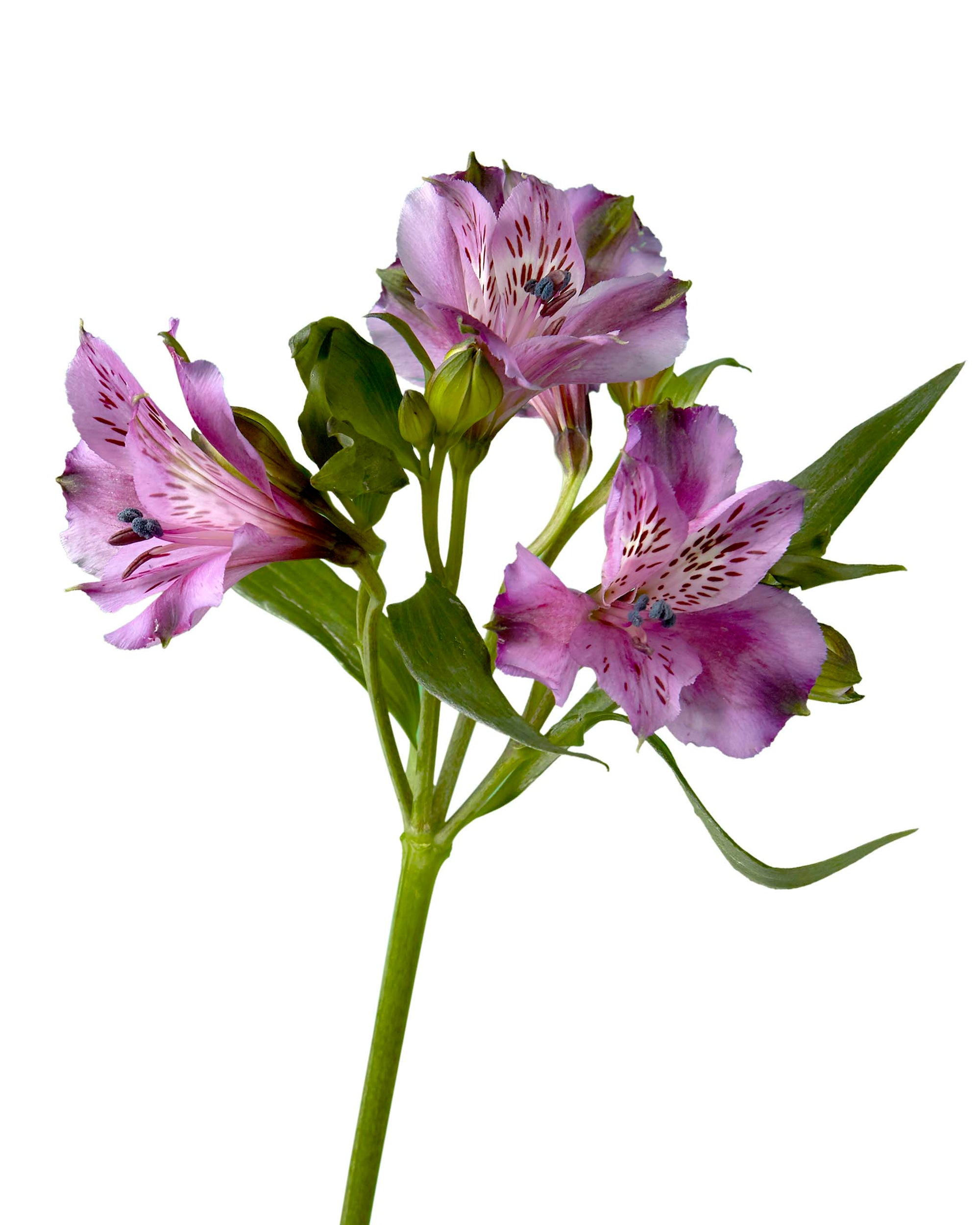 Xanadu Alstroemeria