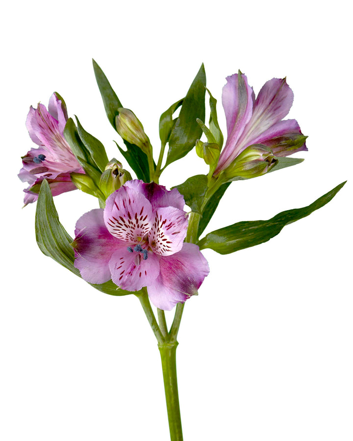 Xanadu Alstroemeria