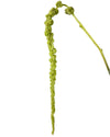 Amaranthus Green Hanging