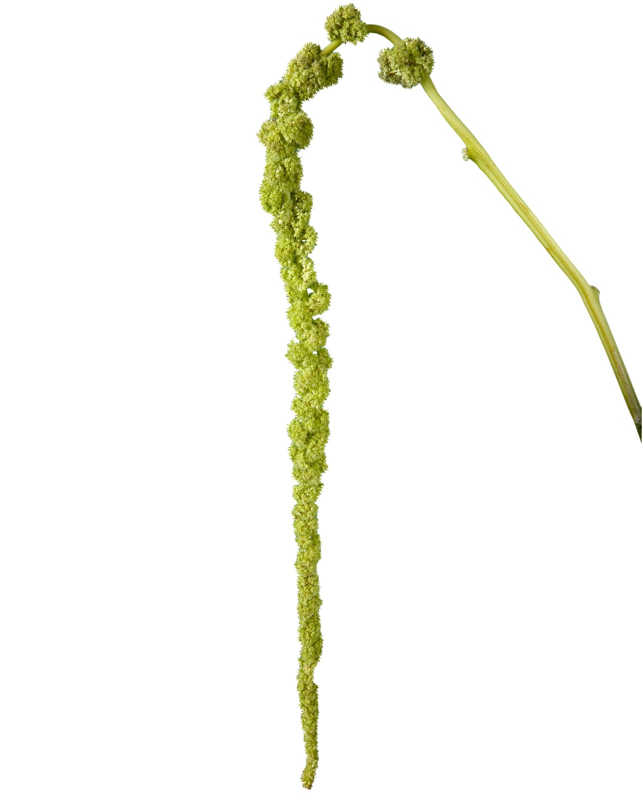 Amaranthus Green Hanging