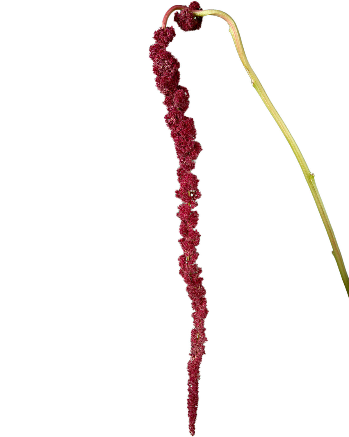 Amaranthus Red Hanging