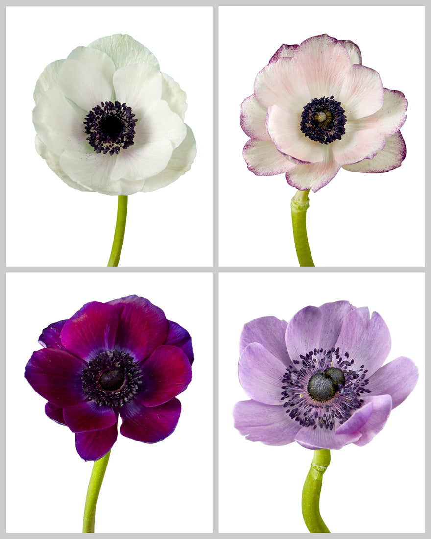 Anemone Assorted Box #609