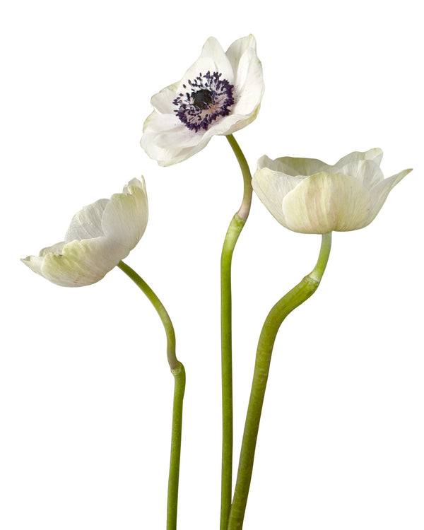 White Panda Anemone - Petaljet