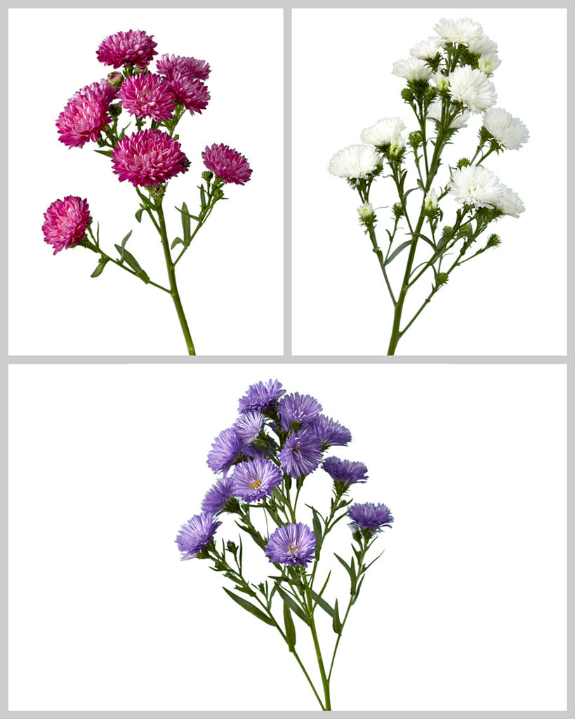 ポケモン　Flowers in full bloom キャニスター ポケモンFlowers in full bloom キャニスター