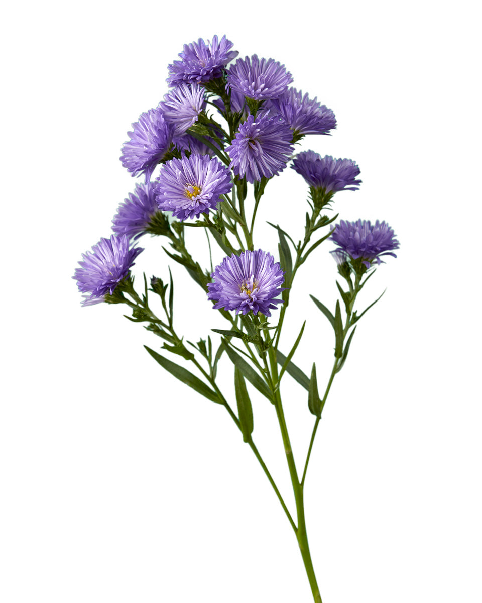 Blue (Purple) Obelix Aster