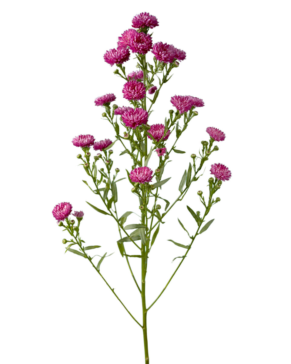 Carmine Pink Obelix Aster