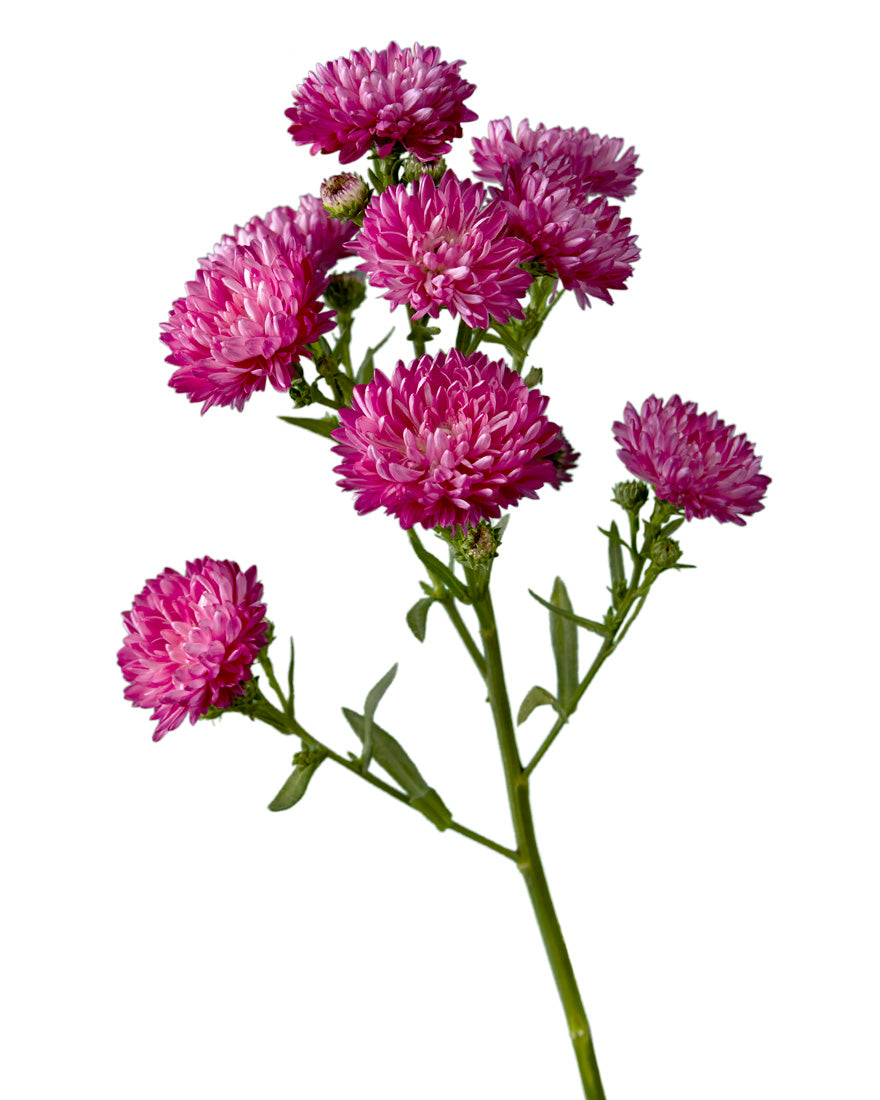 Carmine Pink Obelix Aster