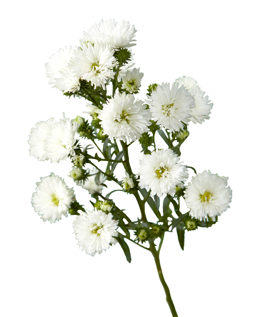 White Obelix Aster