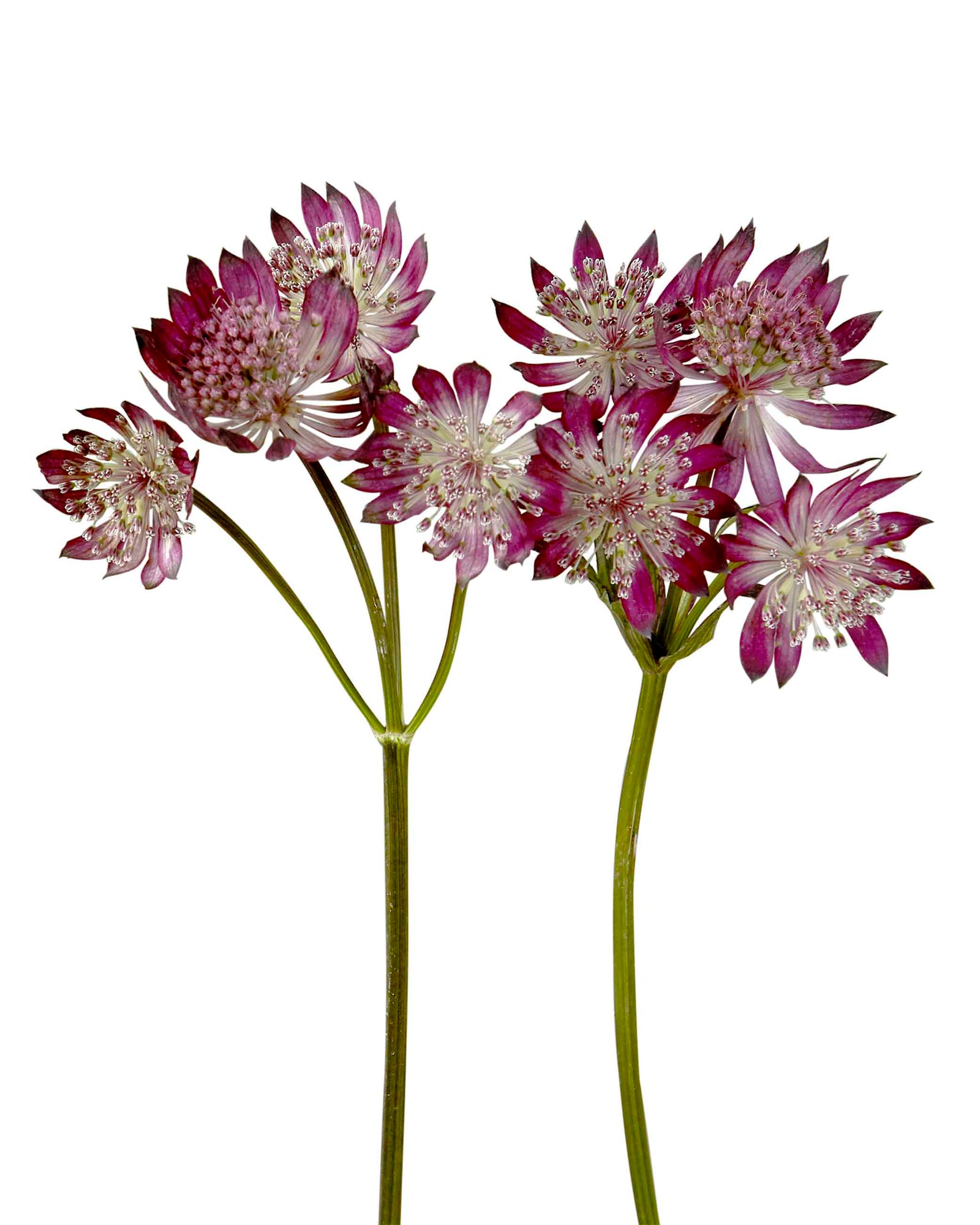 Burgundy Astrantia (purple)