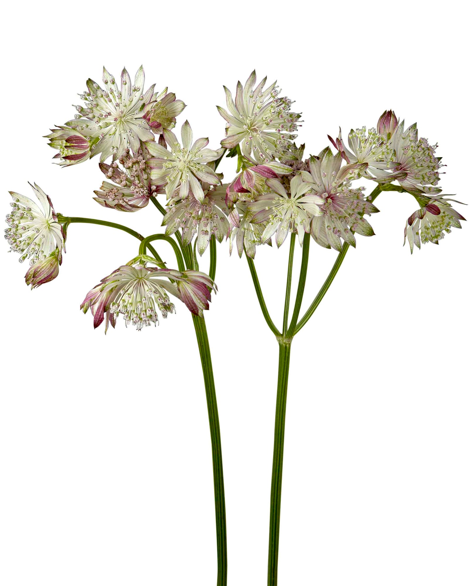 Light Pink Astrantia