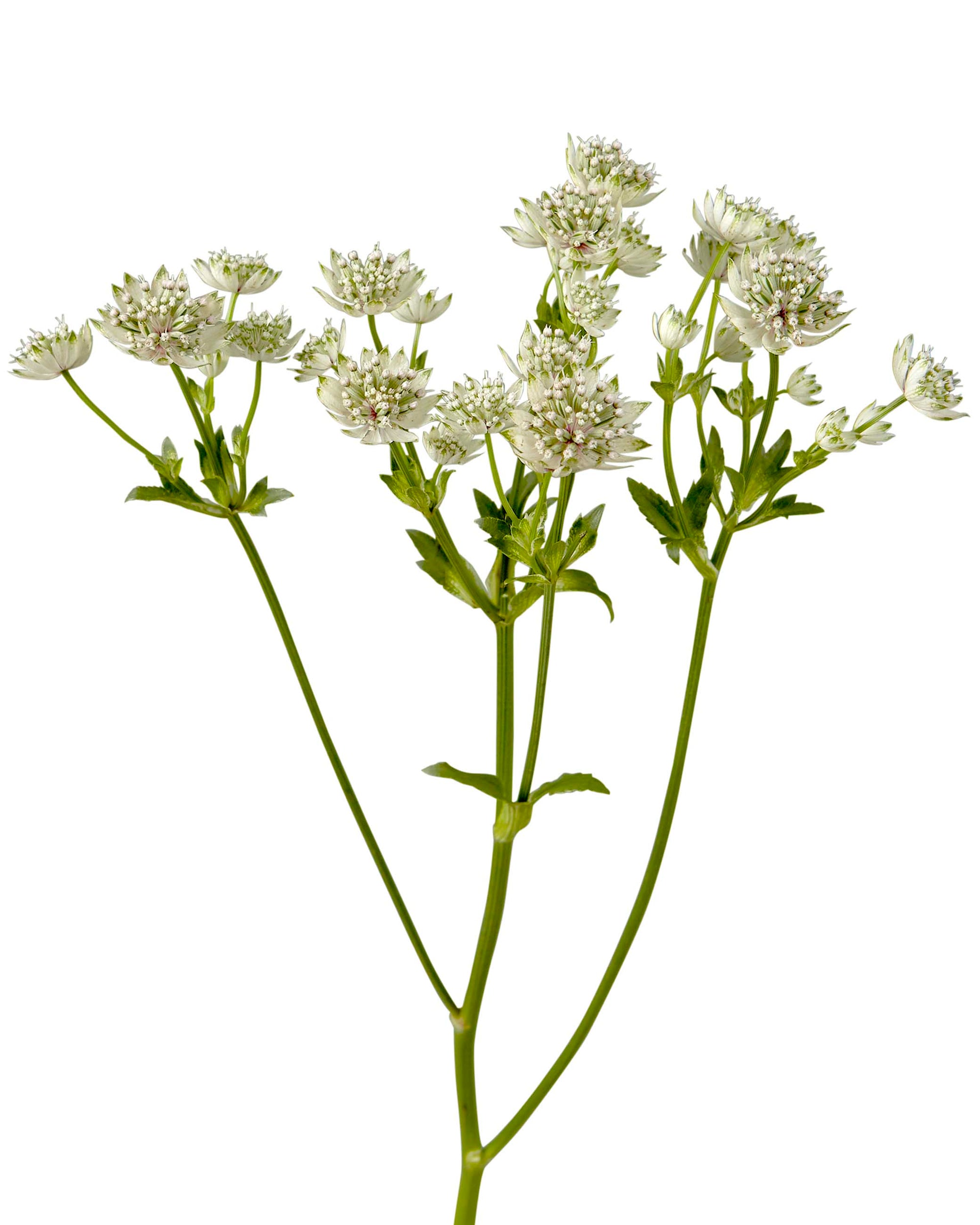 White Astrantia