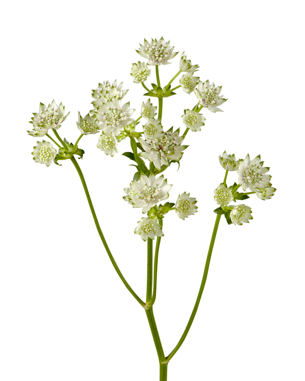 White Astrantia