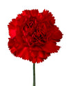 Dante Red Carnation