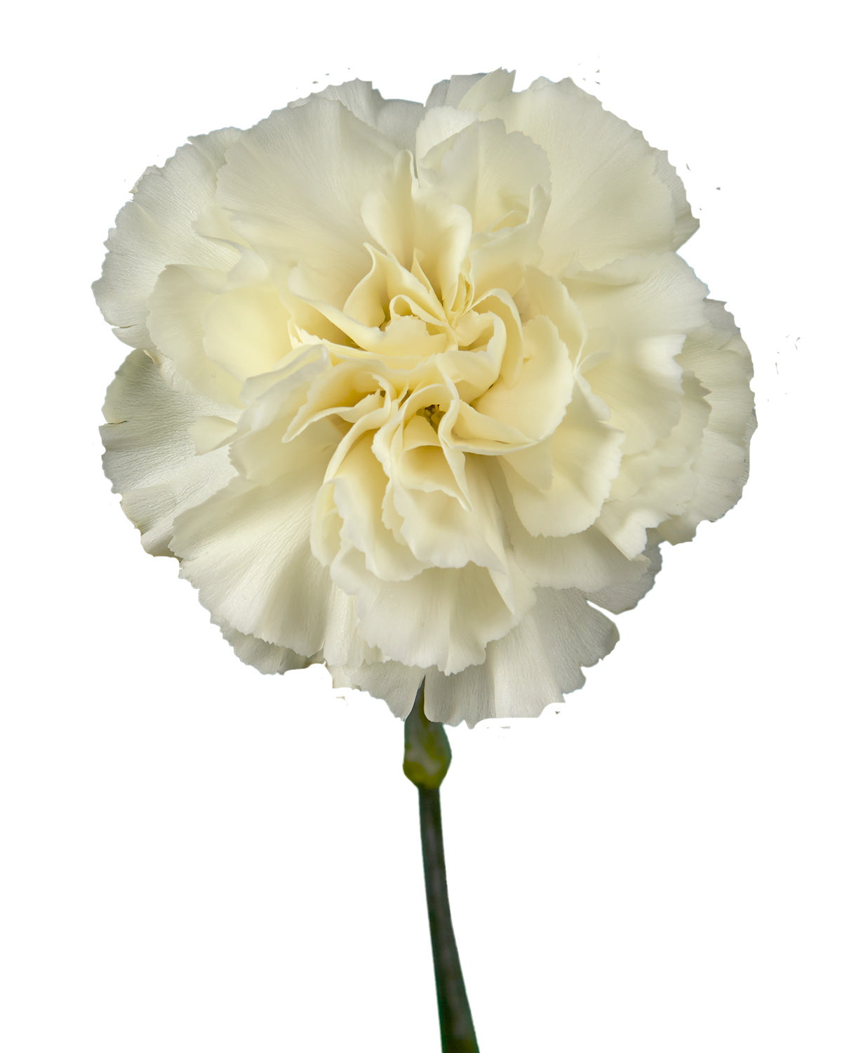 Diletta Cream Carnation