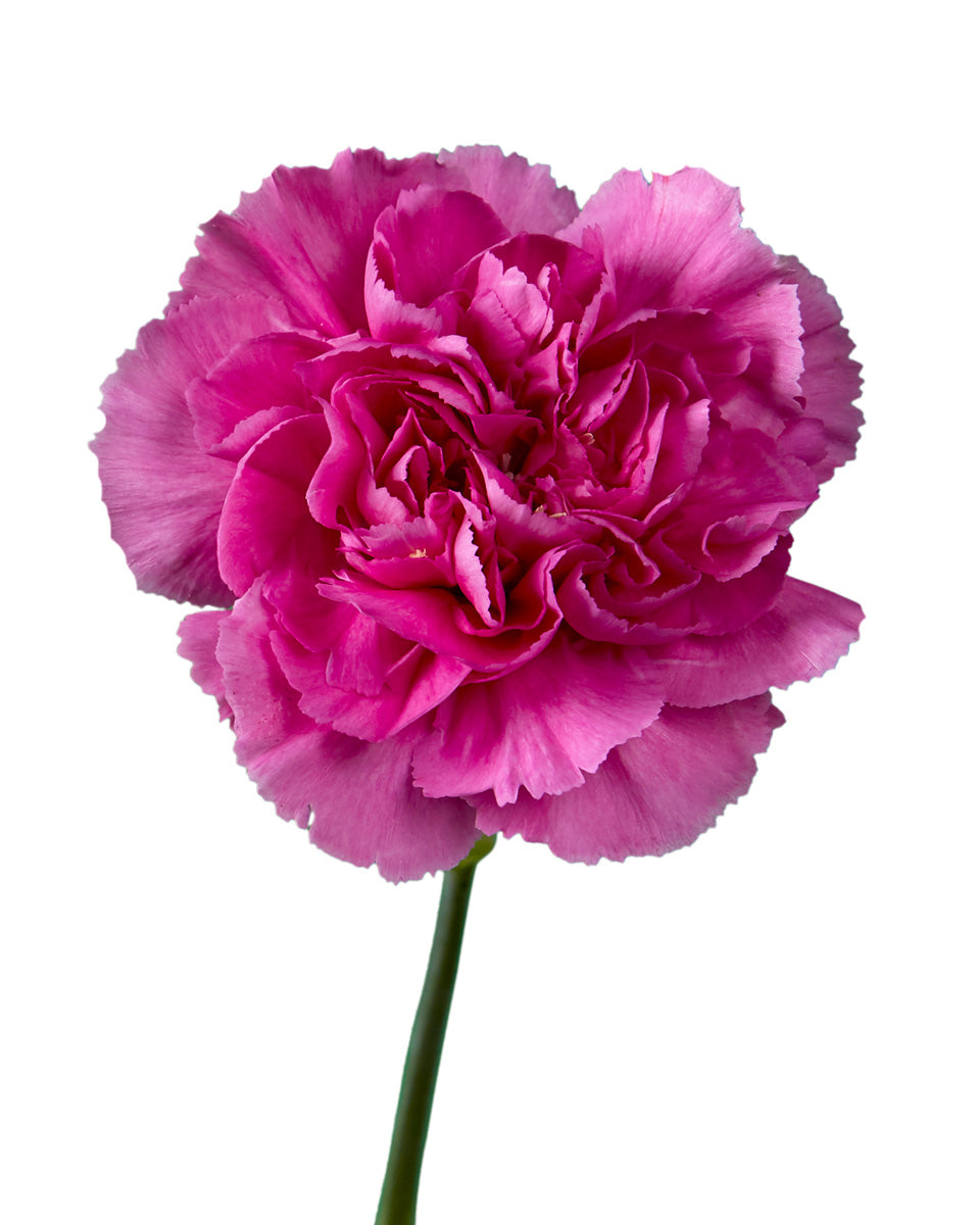 Farida Carnation