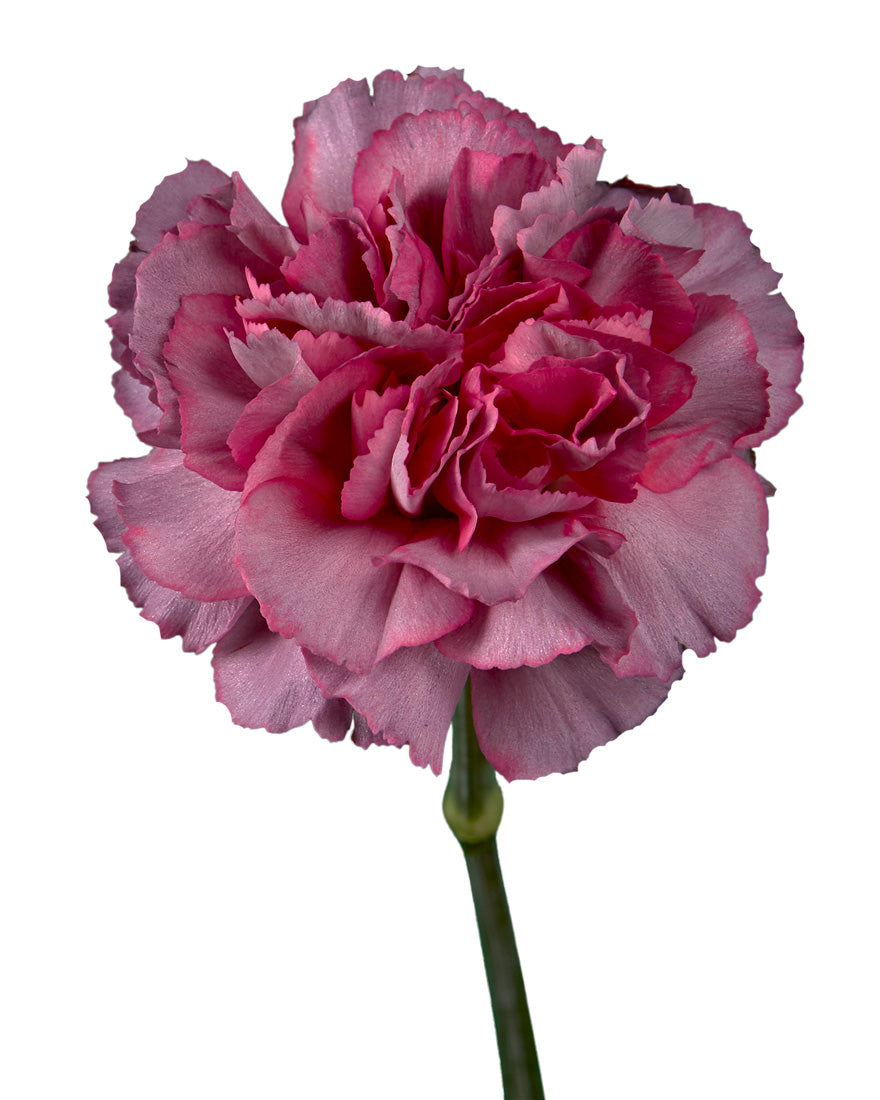 Carnations Purple - Petaljet