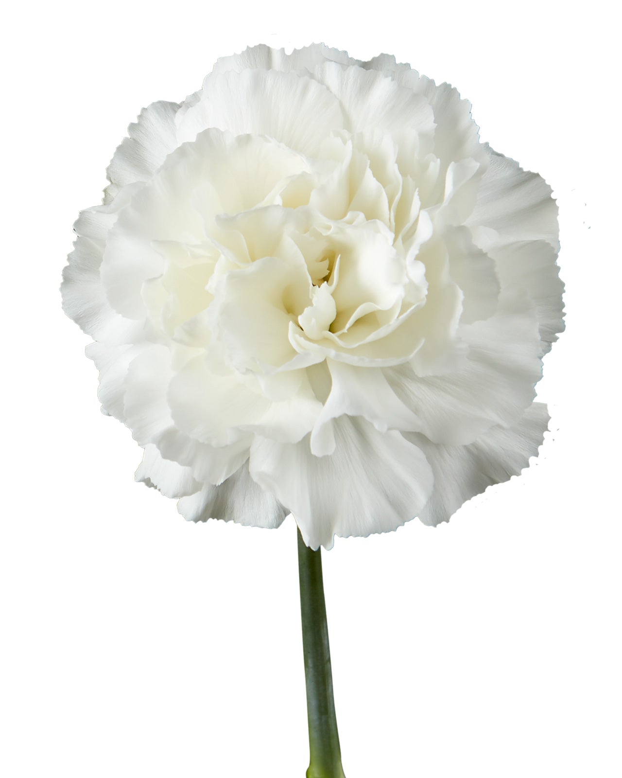 Iglu Carnation