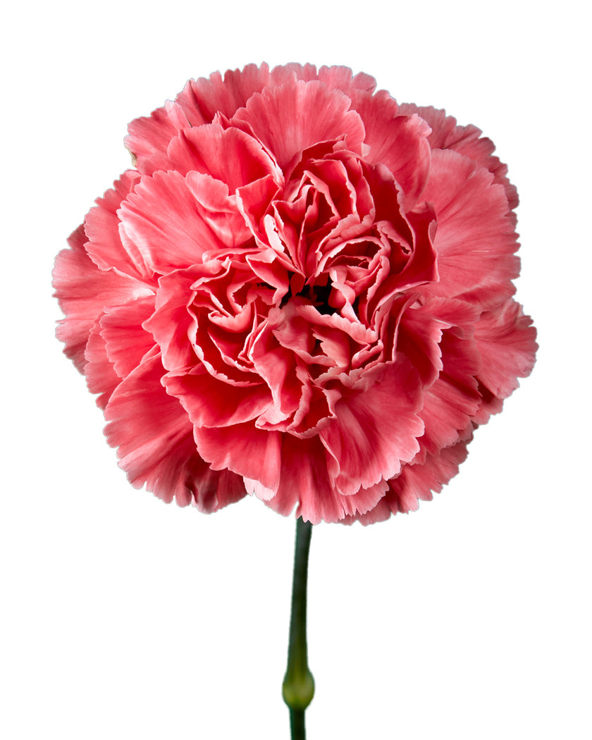 Minami Tommy Carnation