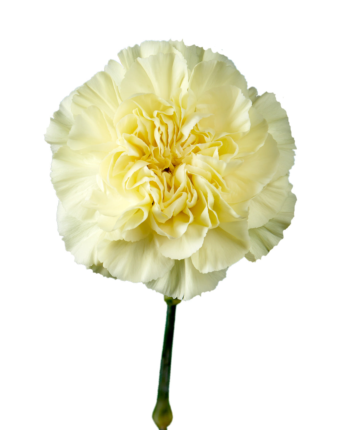 Minami Lemon Carnation