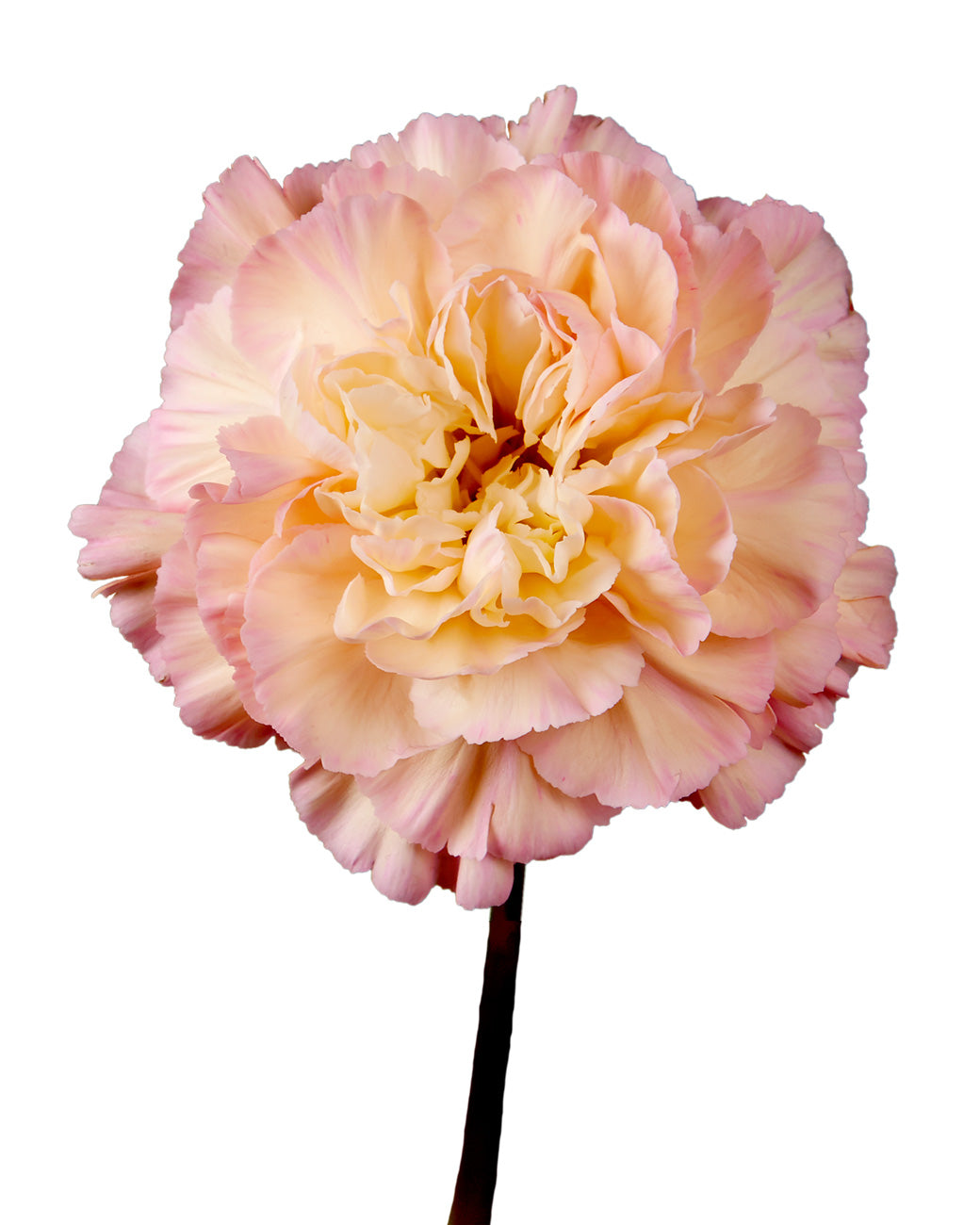 Minami Orange Carnation