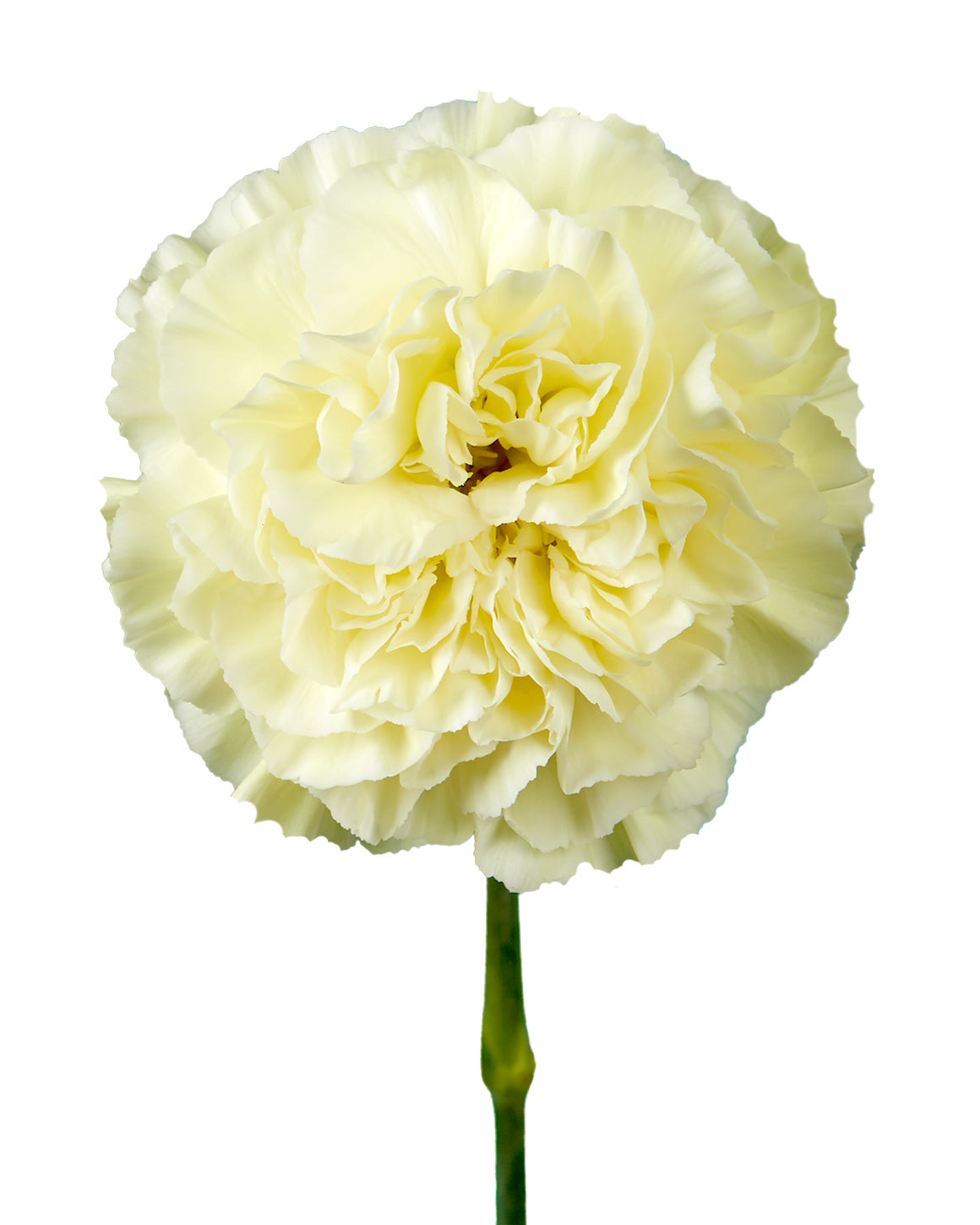 Bulk Wholesale Flowers Carnations - Petaljet